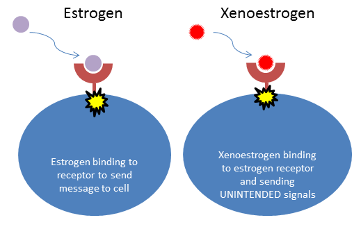 xenoestrogens