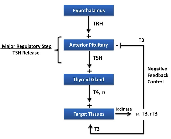 Thyroid-Hormone-Regulation