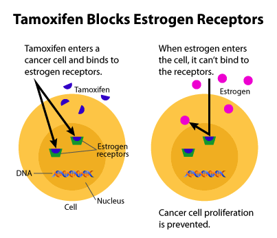 tamoxifen-blocks-estrogen-receptors
