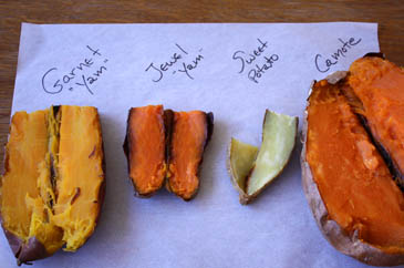 yam vs. sweet potato